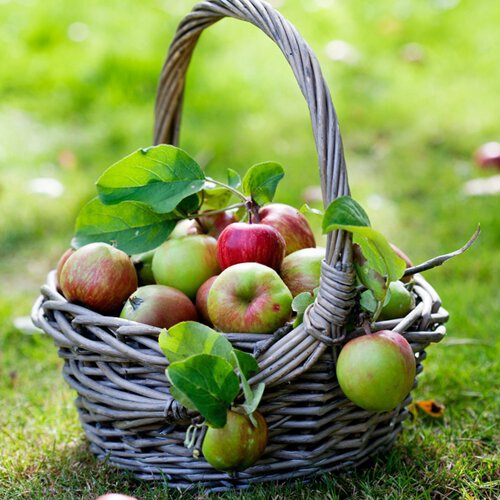 Apples are one of the great fall foods that can help protect your skin.